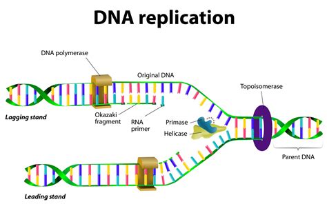 semi conservative replication dna stages.